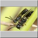 Mimumesa unicolor - Grabwespe 01a 7mm Paarung OS-Hollage-Lehmgrube - det.jpg